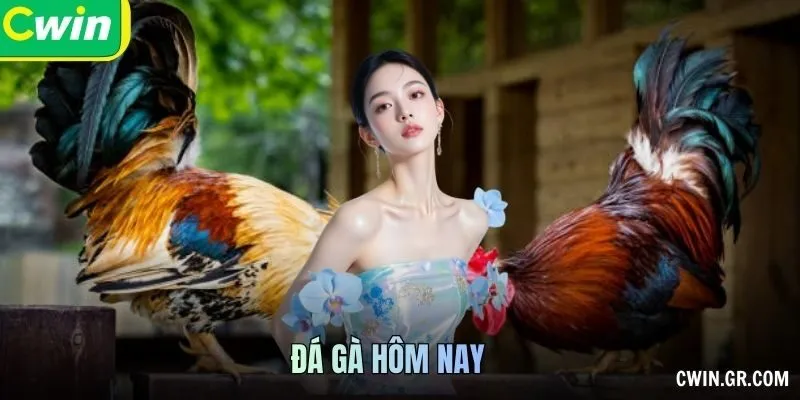 Đá Gà Hôm Nay – Cập Nhật Lịch Đấu Và Trải Nghiệm Xem Hấp Dẫn